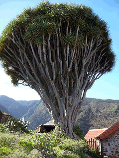 Drachenbaum bei El Tablado auf La Palma mit Ferienhaus